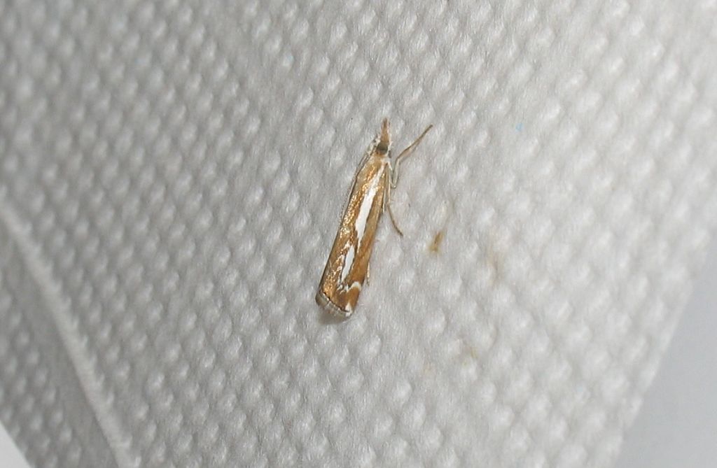 Catoptria corsicella (Duponchel 1836)